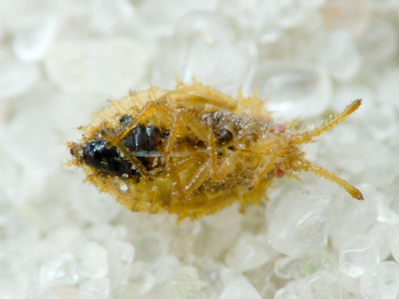 Lasiacantha capucina (Germar, 1837)